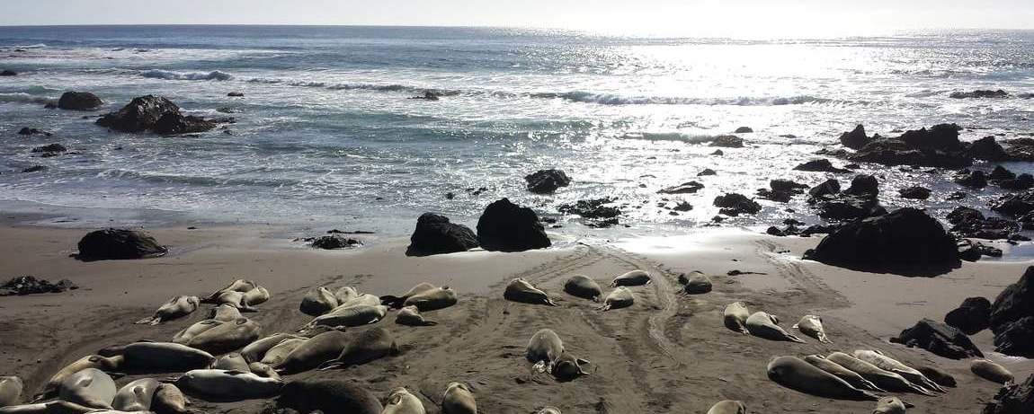 Elephant seals laying on the beach near San Francisco